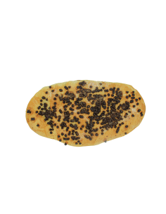 Coca d'anís i xocolata (S)