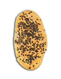 Coca d'anís i xocolata (M)